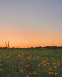 Grassy pasture flower wildflower sunset Pasture Aesthetic, Nature Aesthetic Landscape, Sunset Nature Aesthetic, Aesthetic Country, Sunset Today, Aesthetic Landscape, Farm Photography, Grassy Field, Diy Home Decor Ideas