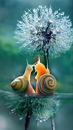 two snails are kissing on a dandelion