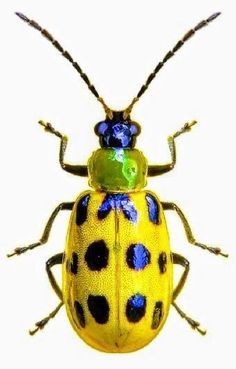 a yellow and blue bug with black spots on it's back legs, sitting in front of a white background