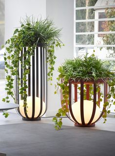 two planters with plants growing out of them