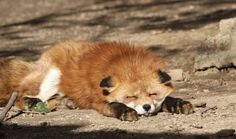 a small brown and white animal laying on top of a dirt ground next to rocks