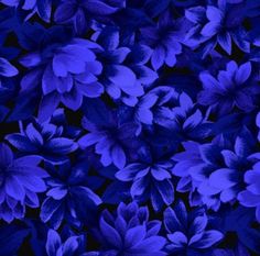 blue flowers with green leaves in the middle and purple petals at the bottom, on a black background