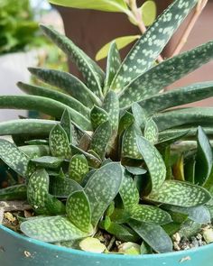 a close up of a plant in a pot