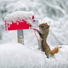 a squirrel is reaching into a mailbox with the words,'i love you'in spanish