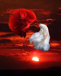 two red and white siamese fish flying in front of the sun at sunset or dawn