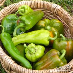 green peppers in a basket on the grass