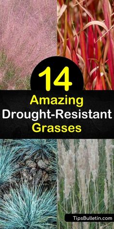 Drought Tolerant Ornamental Grasses, Texas Ornamental Grasses, Deer Resistant Ornamental Grasses, Landscape With Grasses, Landscaping With Ornamental Grasses, Short Ornamental Grasses, Cotton Candy Grass, Landscape Grasses, Drought Resistant Grass