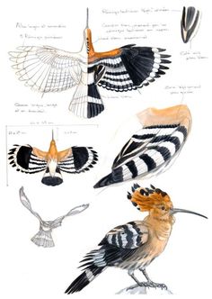 three different types of birds with black and white stripes on their wings, one is orange and