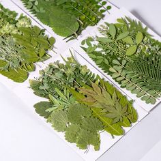 several different types of leaves on a white surface