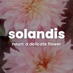 three pink flowers with the words solandis in white letters on top of them