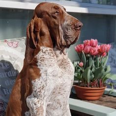 a brown and white dog sitting on top of a wooden bench next to pink flowers