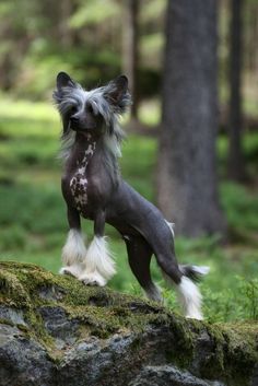 a hairless dog standing on top of a mossy rock in the woods with trees behind it