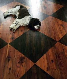 a black and white dog laying on top of a wooden floor