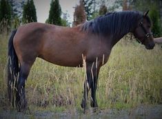 a brown horse standing on top of a lush green field next to tall dry grass