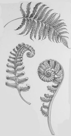 two ferns and one fern leaf are shown in this drawing