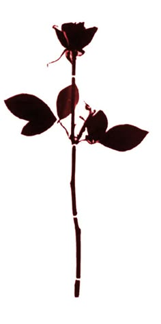 the silhouette of a single rose against a white background