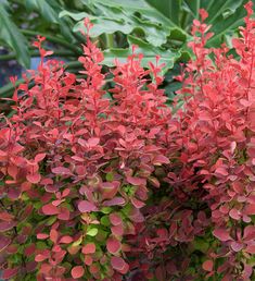 some very pretty red flowers by some green leaves