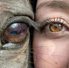 a close up of a person's eye and a horse's face