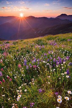 the sun shines brightly over a mountain meadow with wildflowers and daisies