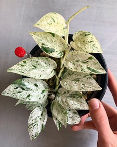 a hand holding a potted plant with green leaves and red berries on the top