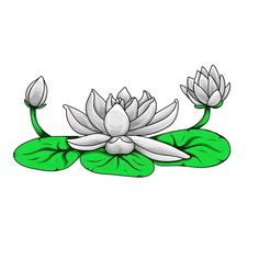 a white flower with green leaves floating on water