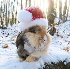 a rabbit wearing a santa hat on top of a snow covered tree stump in the woods