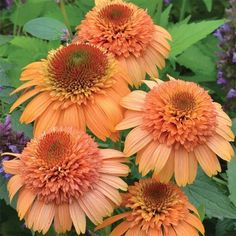 several orange flowers with green leaves and purple flowers in the backgrounnds