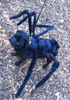 a blue spider toy on the ground with it's legs spread out and eyes wide open