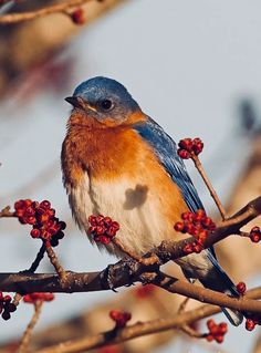 a blue bird sitting on top of a tree branch with red berries in it's beak