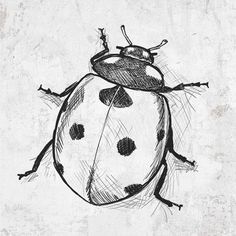 Ladybug drawing Drawing Dragon, Drawing Heart, Bee Drawing, Animal Drawings Sketches, Nature Sketch, Insect Art