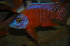 a red and blue fish in an aquarium