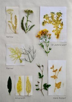 various plants and leaves are displayed on a sheet of paper with the names of each plant