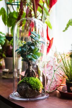 a glass dome with plants in it on a table next to other potted plants