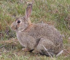 a small rabbit sitting in the grass