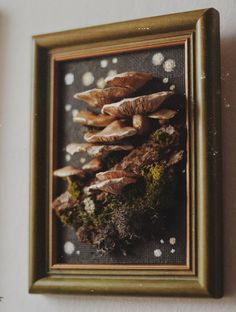 a framed photograph of mushrooms and moss on a wall