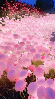 pink flowers are in the middle of a field