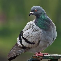 a close up of a bird on a fence post