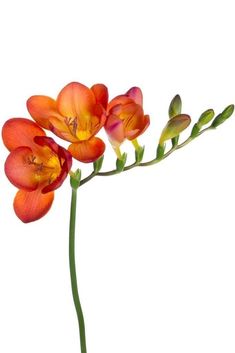 an orange flower with green stems on a white background