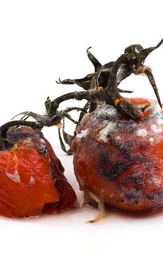 two tomatoes that have been covered in mold and are sitting next to each other on a white surface