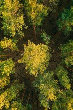 an aerial view of trees in the forest with yellow leaves and green foliage on them