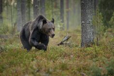 a brown bear is walking through the woods