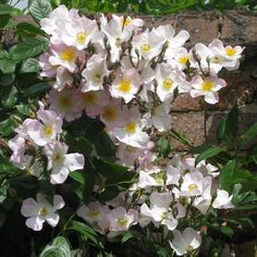 white flowers are blooming in front of a brick wall