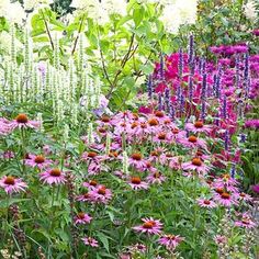 a garden filled with lots of purple flowers