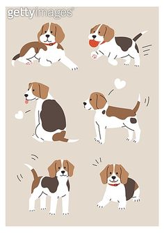 a dog with different expressions on it's face and in the background, there is an image of a beagle