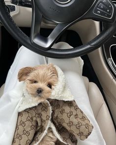 a small dog wearing a coat sitting in the driver's seat of a car