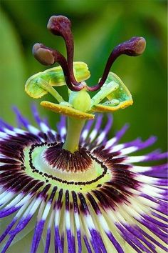 a purple flower with white and yellow petals