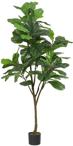 a potted plant with large green leaves on it's top, in front of a white background