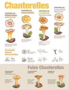 the different types of mushrooms are shown in this poster, which includes information about them