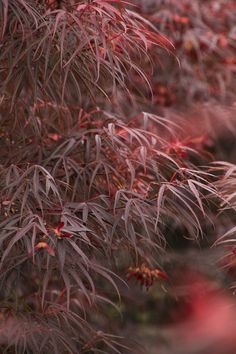 red leaves on the branches of a tree in autumn, with text that reads monovia