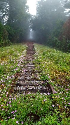 a set of railroad tracks in the middle of a field with flowers growing on it